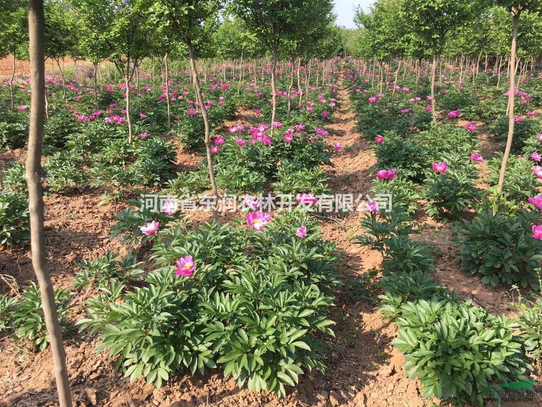 红花紫薇苗木出售，紫薇5-8公分紫薇林下芍药出售