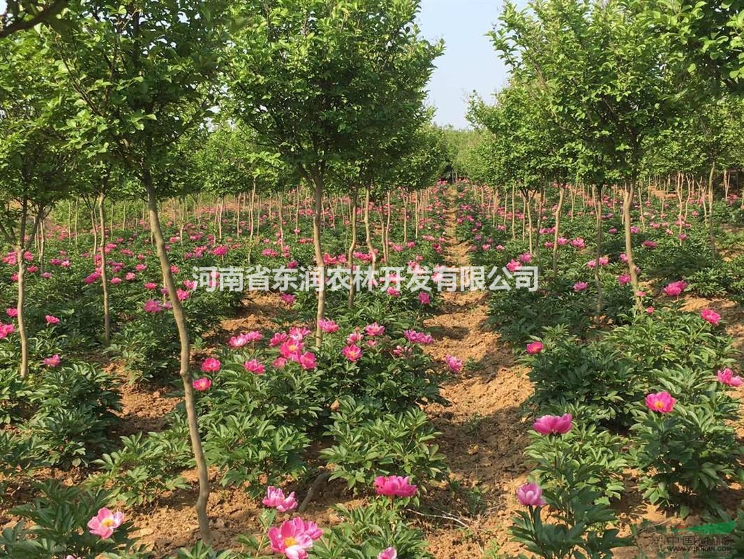红花紫薇苗木出售，紫薇5-8公分紫薇林下芍药出售