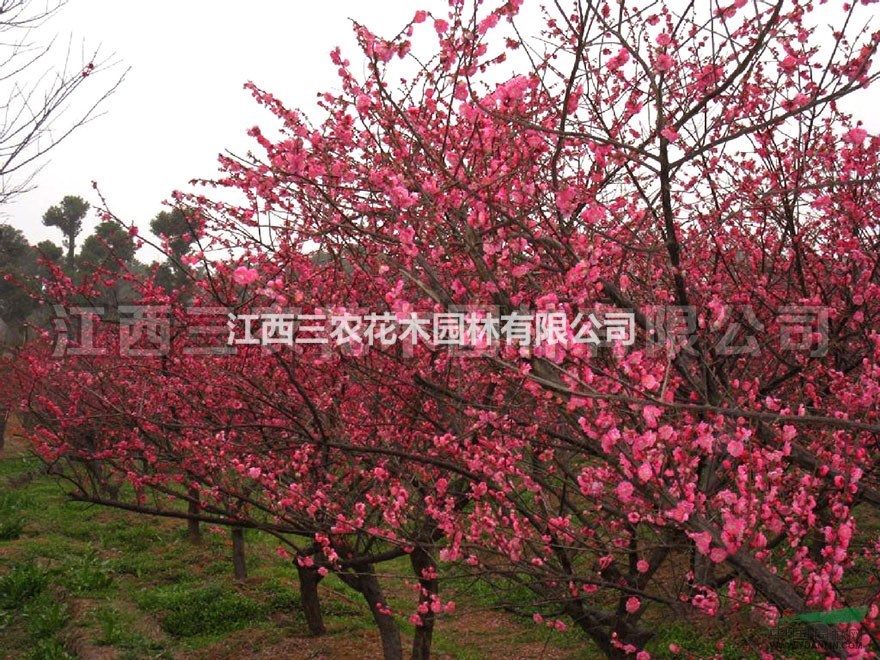 梅花基地 梅花新品種供應(yīng) 梅花景區(qū)
