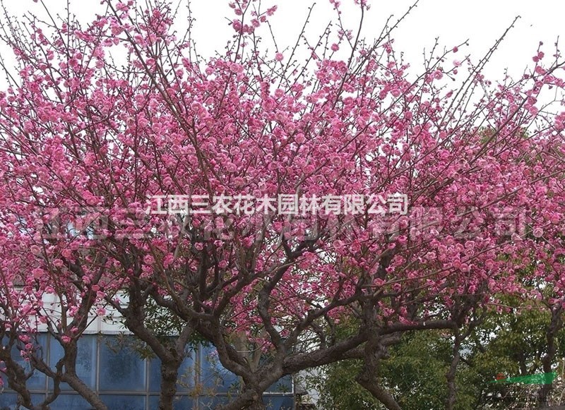 梅花基地 梅花新品種供應(yīng) 梅花景區(qū)