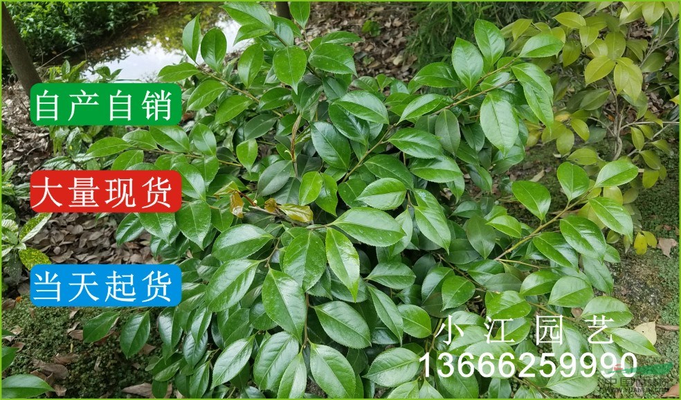 供應(yīng)山茶花樹小苗籠球價(jià)格實(shí)惠四川成都溫江園藝場基地