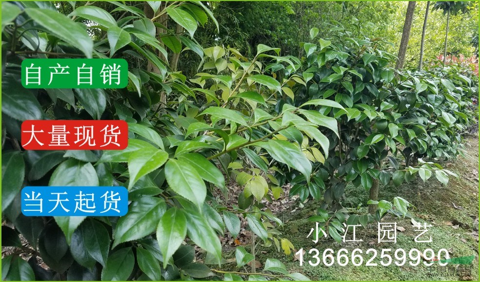 供應(yīng)山茶花樹小苗籠球價(jià)格實(shí)惠四川成都溫江園藝場基地