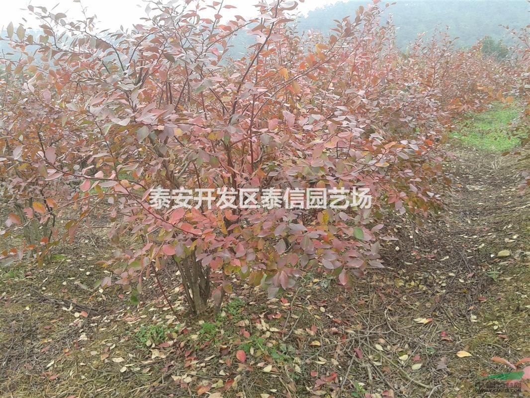布里吉它藍莓苗價格 布里吉它藍莓苗基地 布里吉它藍莓苗批發(fā)