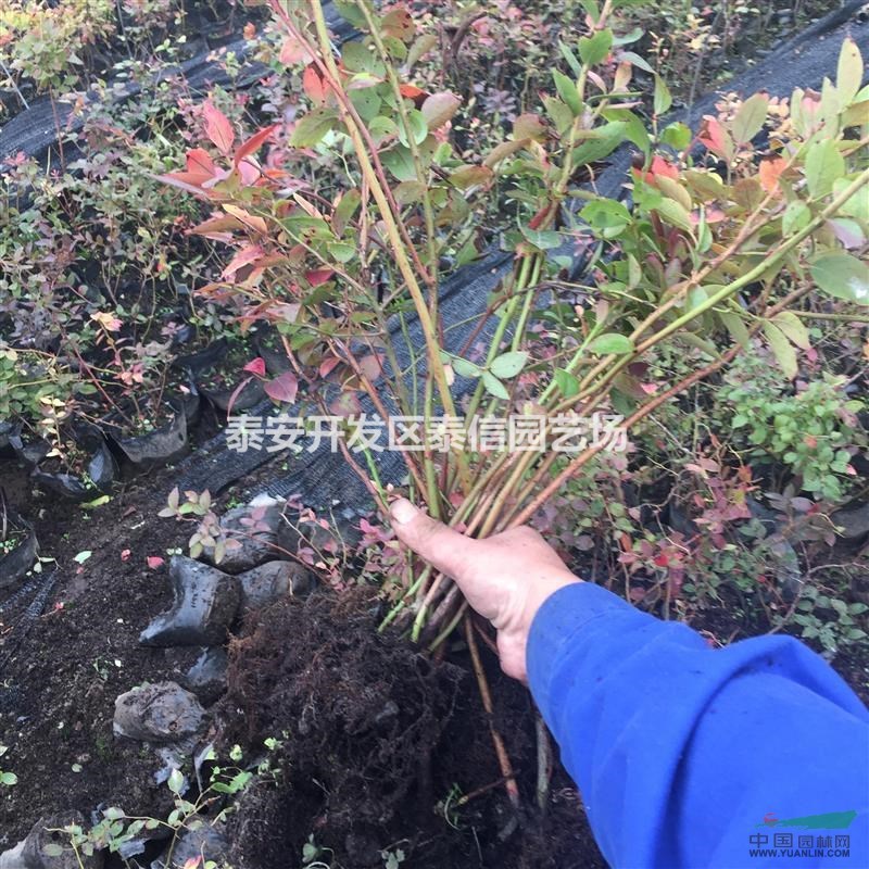 布里吉它藍莓苗價格 布里吉它藍莓苗基地 布里吉它藍莓苗批發(fā)