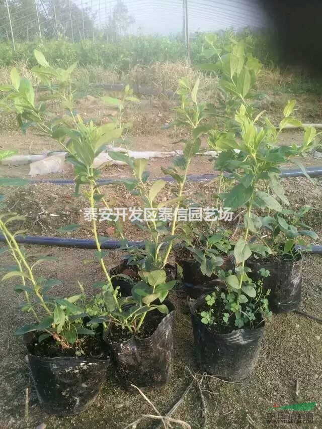 藍(lán)豐藍(lán)莓苗價(jià)格 藍(lán)豐藍(lán)莓苗批發(fā) 藍(lán)豐藍(lán)莓苗基地