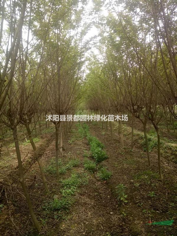 供應紫薇 紅花紫薇 老紫薇 速生紫薇 紫薇基地