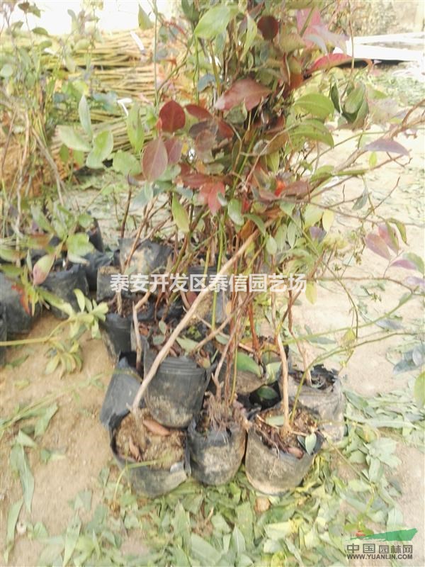 達柔藍莓苗基地 達柔藍莓苗批發(fā) 達柔藍莓苗價格