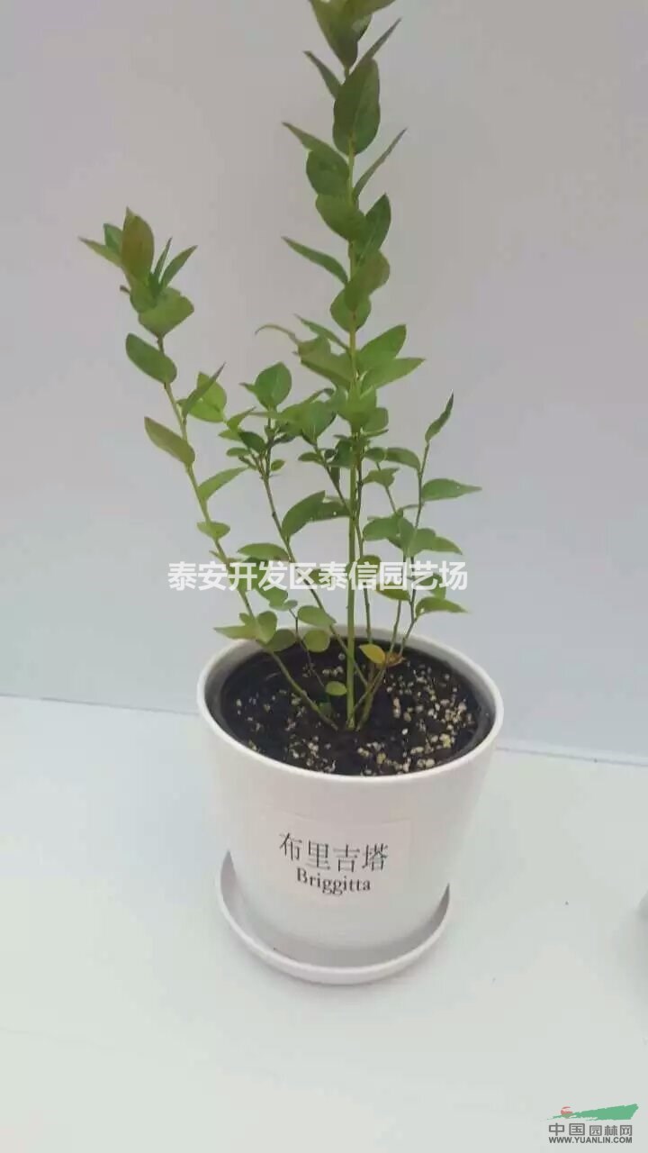 達柔藍莓苗基地 達柔藍莓苗批發(fā) 達柔藍莓苗價格