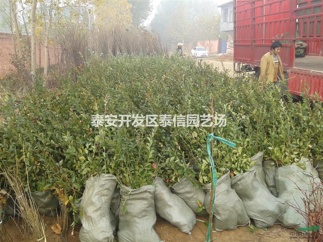 愛(ài)國(guó)者藍(lán)莓苗基地 愛(ài)國(guó)者藍(lán)莓苗價(jià)格 愛(ài)國(guó)者藍(lán)莓苗批發(fā)