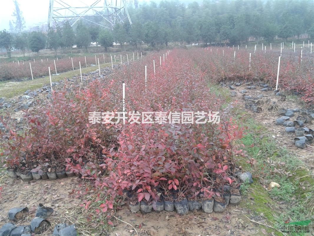 愛(ài)國(guó)者藍(lán)莓苗基地 愛(ài)國(guó)者藍(lán)莓苗價(jià)格 愛(ài)國(guó)者藍(lán)莓苗批發(fā)