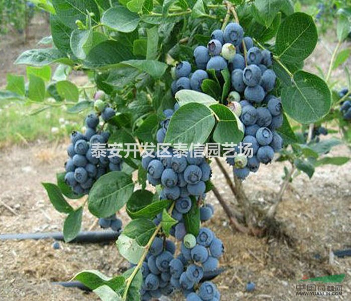 艾克他藍(lán)莓苗批發(fā) 艾克他藍(lán)莓苗價(jià)格 艾克他藍(lán)莓苗基地