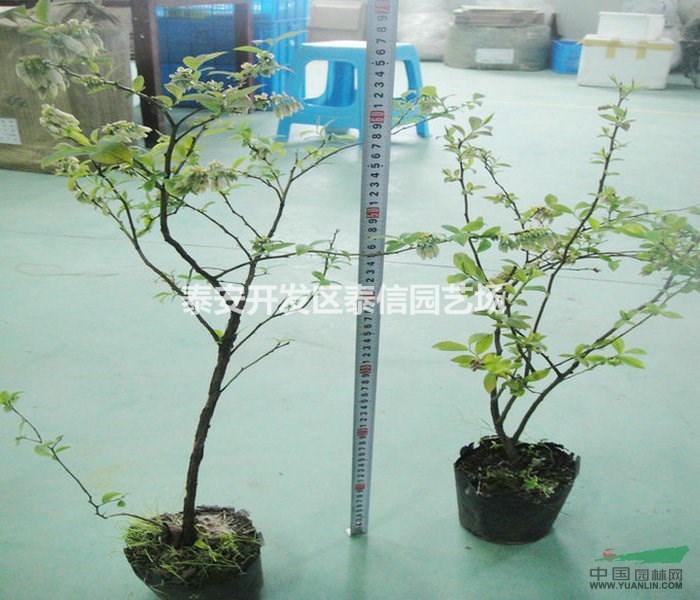 艾克他藍(lán)莓苗批發(fā) 艾克他藍(lán)莓苗價(jià)格 艾克他藍(lán)莓苗基地