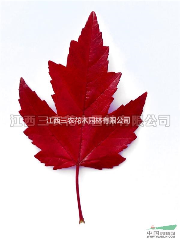 美國紅楓樹批發(fā)價 地徑8-15公分美國紅楓白蘭地大樹報價