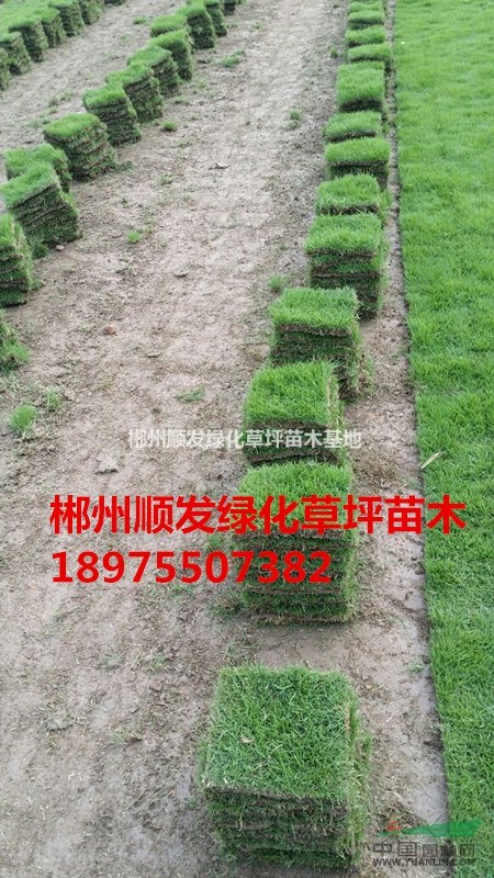 馬尼拉草皮哪里好，湖南郴州順發(fā)綠化草皮苗木基地的最好最便宜