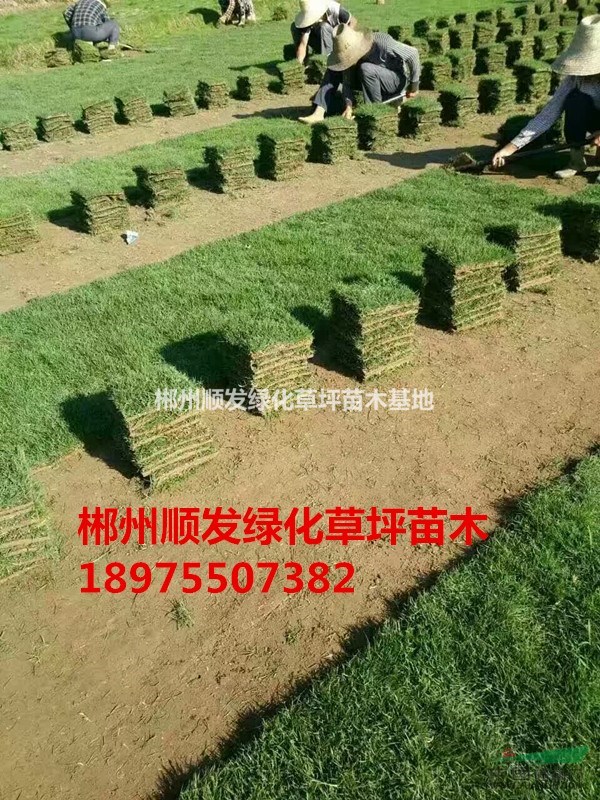 馬尼拉草皮哪里好，湖南郴州順發(fā)綠化草皮苗木基地的最好最便宜