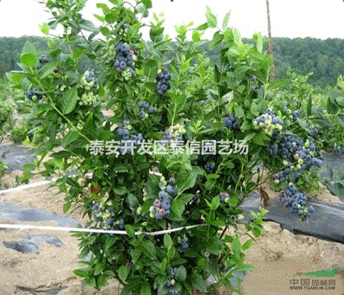 陶柔藍莓苗基地 陶柔藍莓苗價格 陶柔藍莓苗批發(fā)