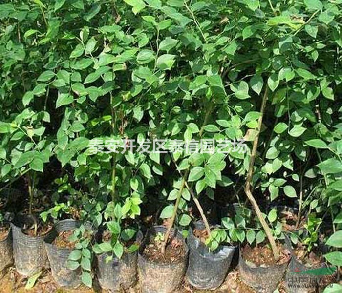 藍(lán)港藍(lán)莓苗批發(fā) 藍(lán)港藍(lán)莓苗基地 藍(lán)港藍(lán)莓苗價格
