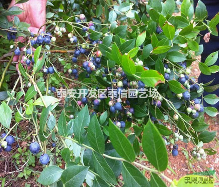 米德藍莓苗基地 米德藍莓苗價格 米德藍莓苗批發(fā)