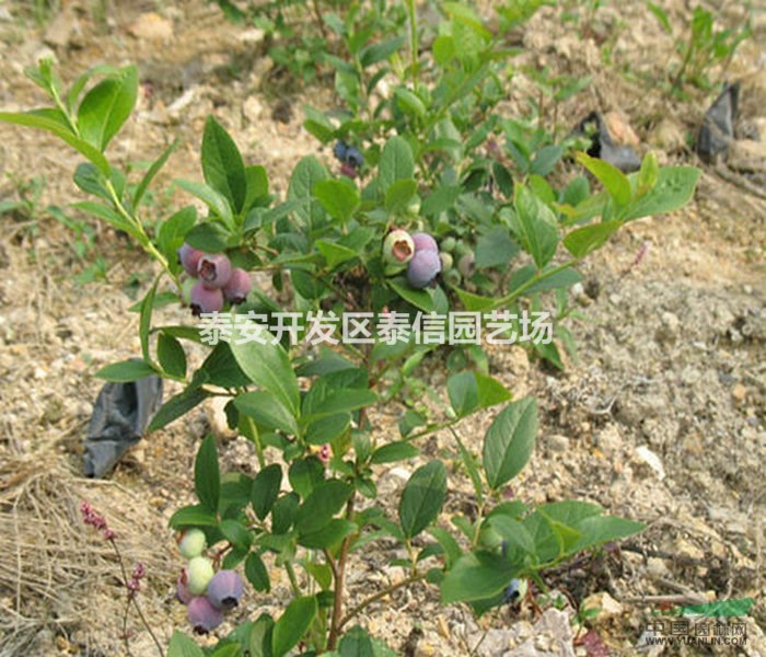 米德藍莓苗基地 米德藍莓苗價格 米德藍莓苗批發(fā)
