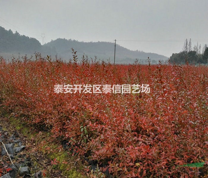 開(kāi)普菲爾藍(lán)莓苗批發(fā) 開(kāi)普菲爾藍(lán)莓苗價(jià)格 開(kāi)普菲爾藍(lán)莓苗基地