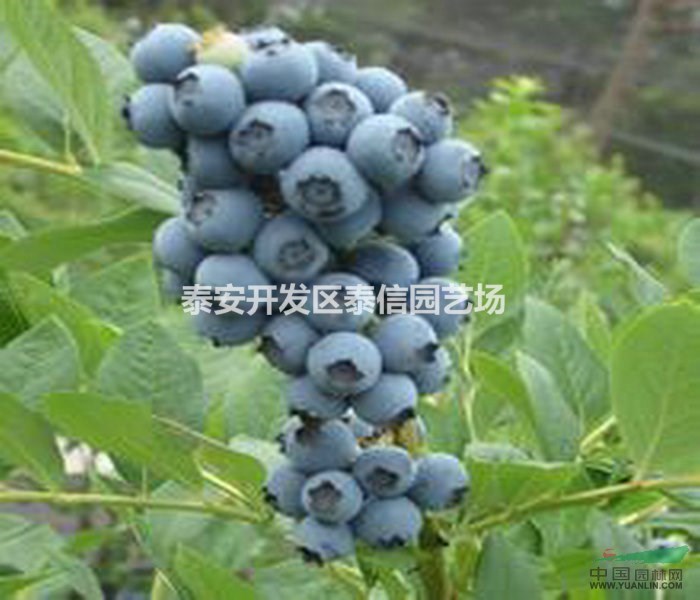 薄霧藍(lán)莓苗基地 薄霧藍(lán)莓苗價(jià)格 薄霧藍(lán)莓苗批發(fā)
