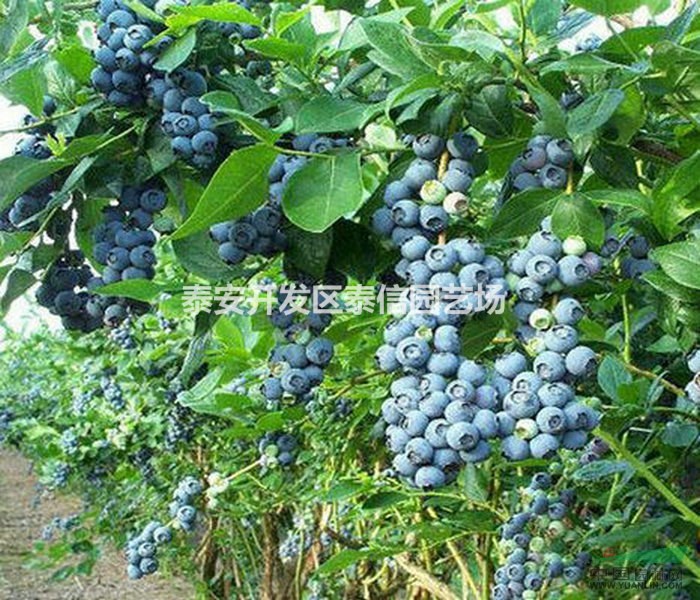 半高叢藍(lán)莓苗批發(fā) 半高叢藍(lán)莓苗價(jià)格 半高叢藍(lán)莓苗基地