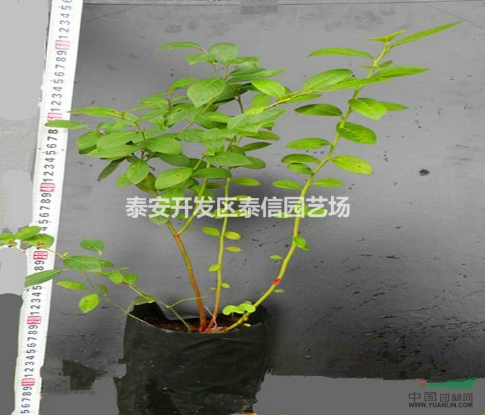 巴爾德溫藍(lán)莓苗批發(fā) 巴爾德溫藍(lán)莓苗價(jià)格 巴爾德溫藍(lán)莓苗基地