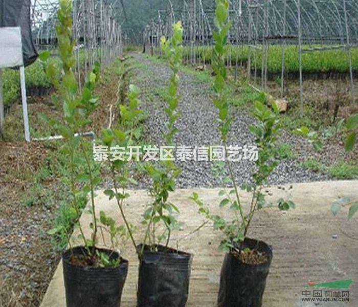 巴爾德溫藍(lán)莓苗批發(fā) 巴爾德溫藍(lán)莓苗價(jià)格 巴爾德溫藍(lán)莓苗基地