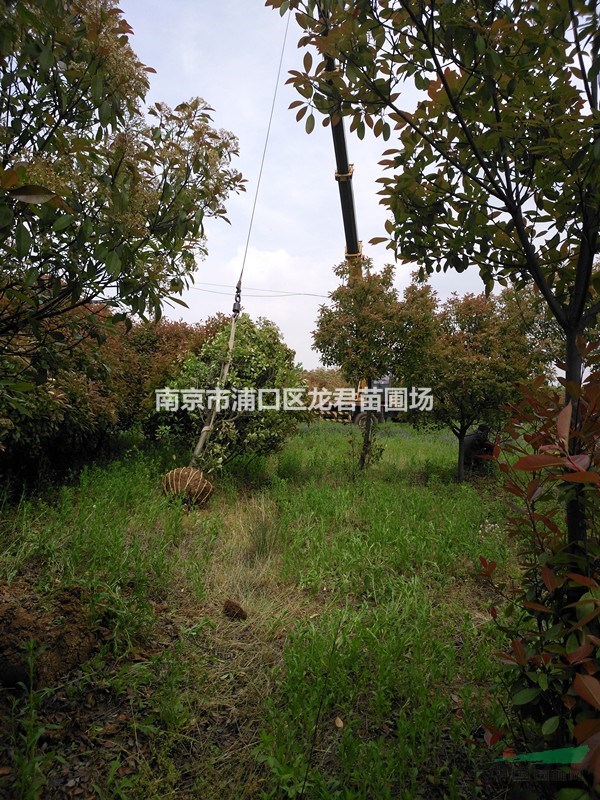 新21年南京10公分红叶石楠树行情价格