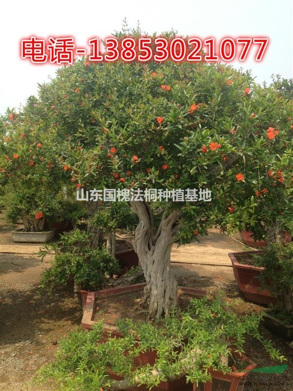 20公分石榴樹價格菏澤大規(guī)格石榴樹基地