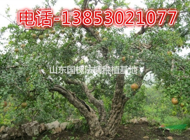 15公分石榴樹基地25公分石榴樹種植基地