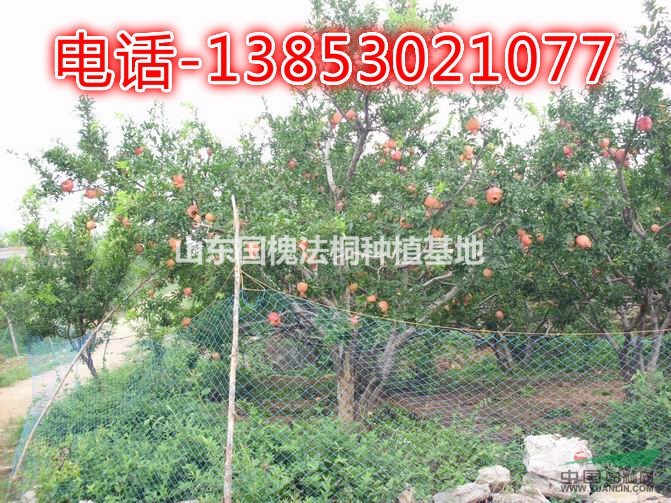 15公分石榴樹基地25公分石榴樹種植基地