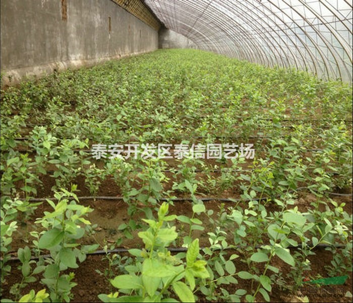 燦爛藍(lán)莓苗基地 燦爛藍(lán)莓苗批發(fā) 燦爛藍(lán)莓苗價(jià)格