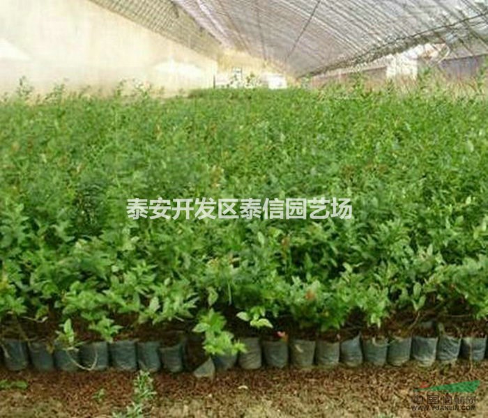 燦爛藍(lán)莓苗基地 燦爛藍(lán)莓苗批發(fā) 燦爛藍(lán)莓苗價(jià)格