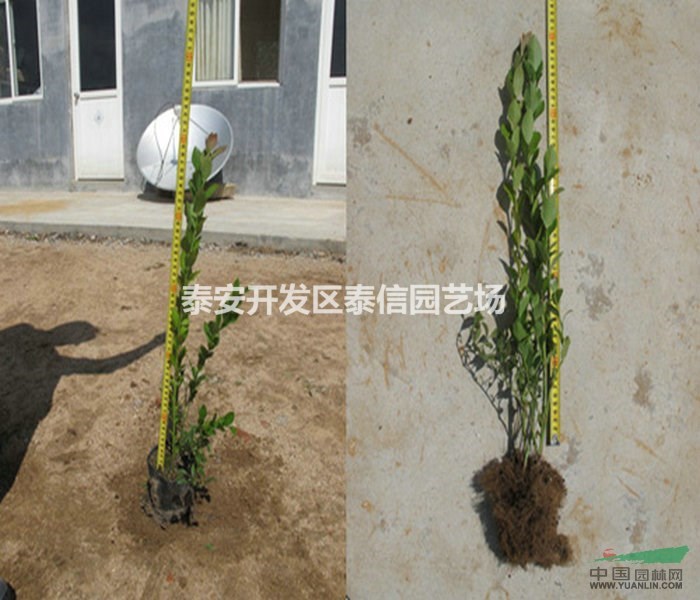 烏達(dá)德藍(lán)莓苗價(jià)格 烏達(dá)德藍(lán)莓苗批發(fā) 烏達(dá)德藍(lán)莓苗基地