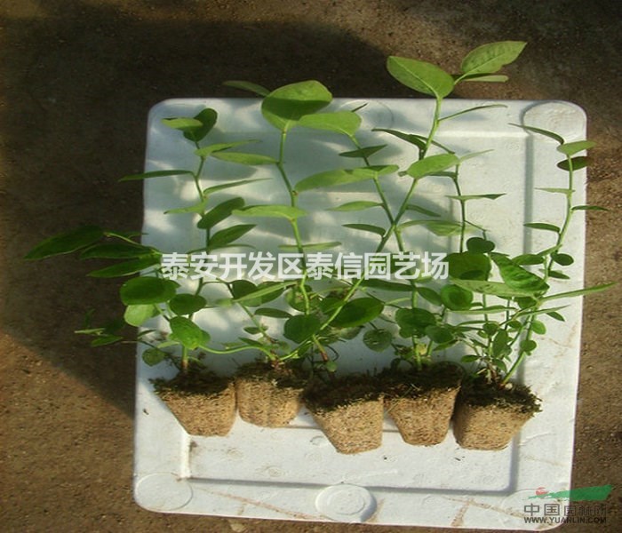 烏達(dá)德藍(lán)莓苗價(jià)格 烏達(dá)德藍(lán)莓苗批發(fā) 烏達(dá)德藍(lán)莓苗基地