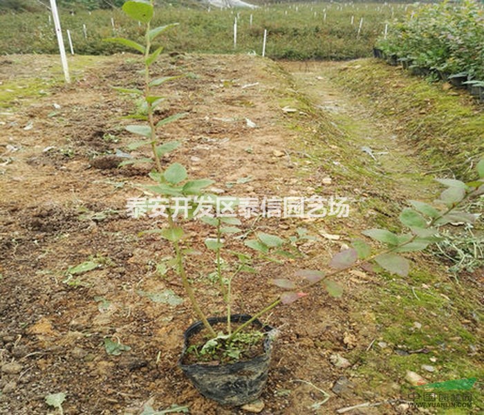 梯芙藍(lán)藍(lán)莓苗價(jià)格 梯芙藍(lán)藍(lán)莓苗批發(fā) 梯芙藍(lán)藍(lán)莓苗基地