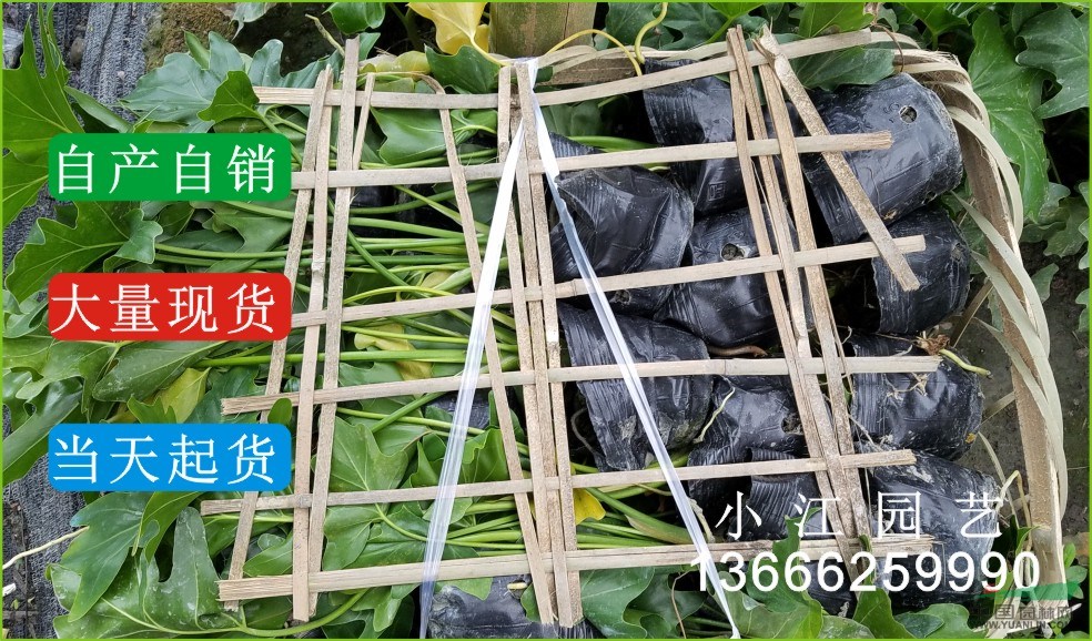 30公分春羽杯苗地苗工程苗價(jià)格表四川成都溫江苗圃批發(fā)