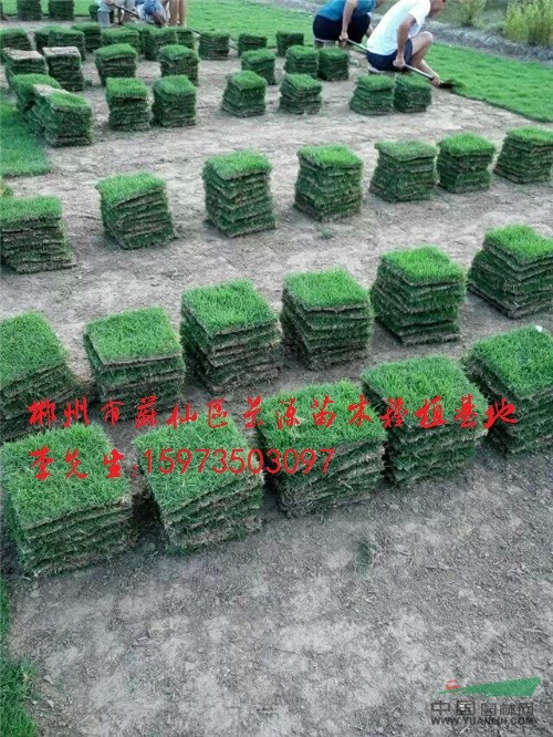馬尼拉草坪多少錢一方