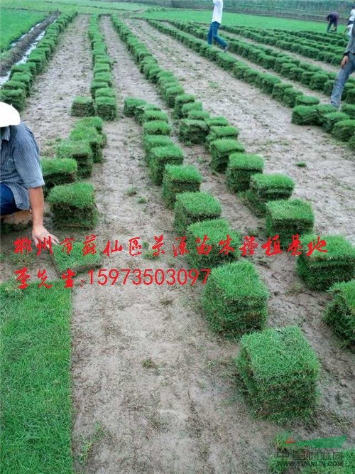馬尼拉草坪多少錢一方