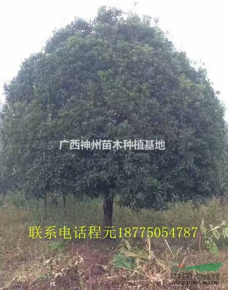 全国优质桂花树哪里最便宜