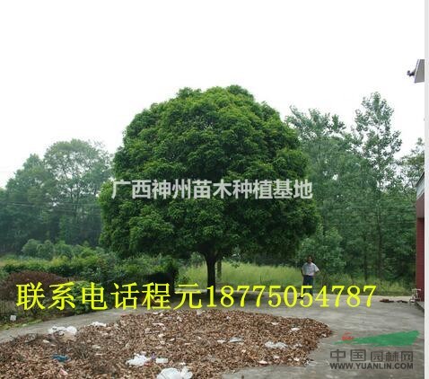 全国优质桂花树哪里最便宜