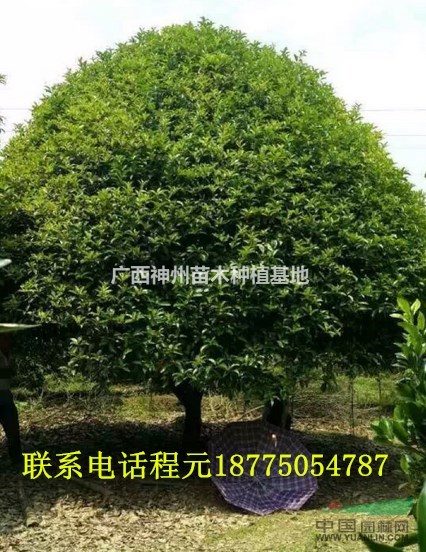 全国优质桂花树哪里最便宜
