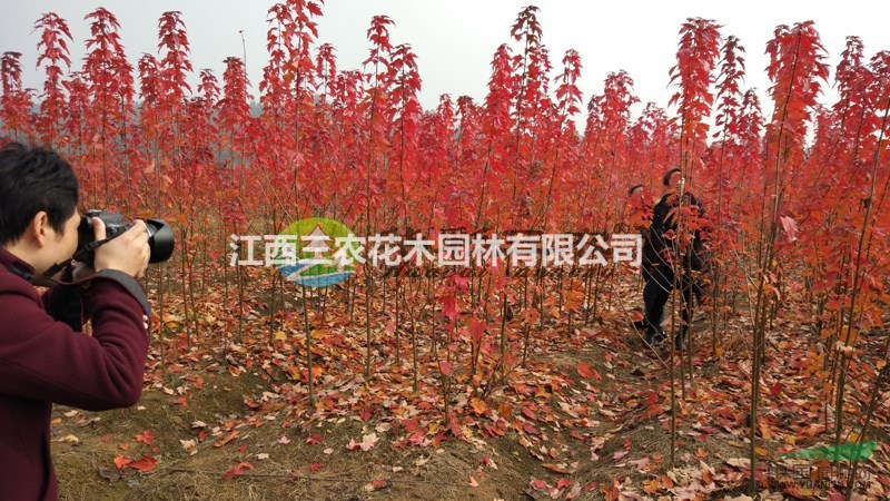 美國紅楓樹 江西紅楓色彩靚麗惹人愛