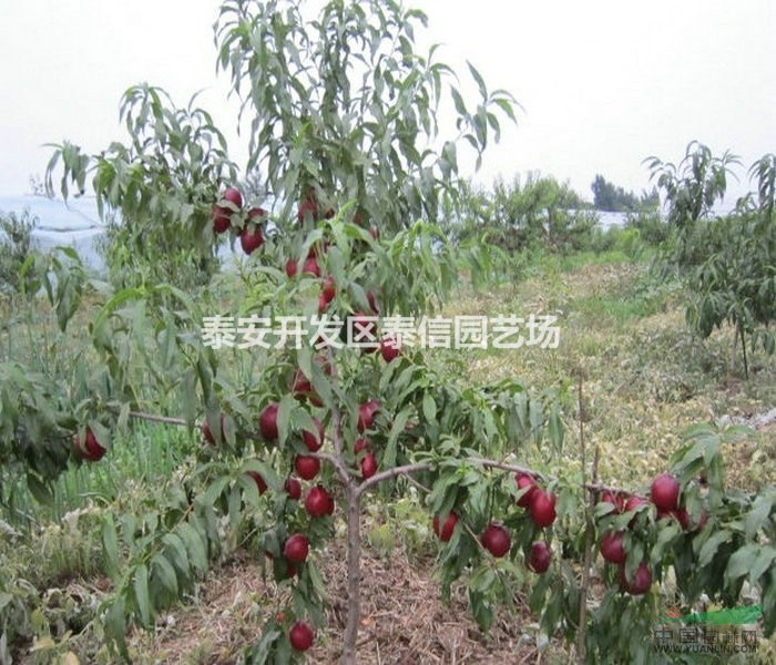 永蓮蜜桃桃苗基地 永蓮蜜桃桃苗批發(fā) 永蓮蜜桃桃苗價(jià)格