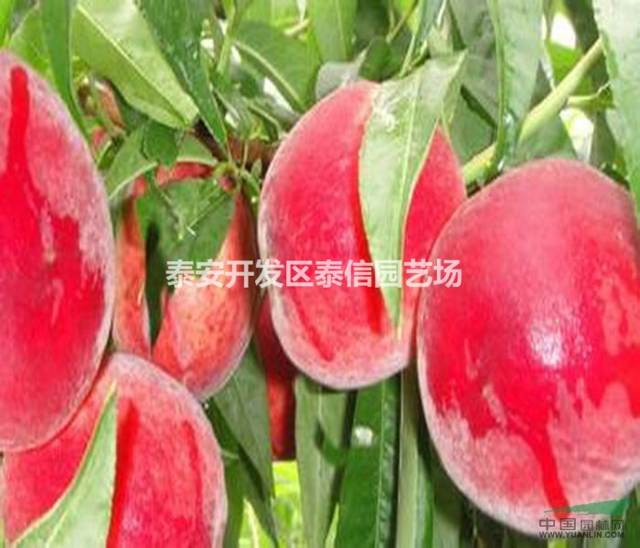 實生桃苗價格 實生桃苗價格 實生桃苗基地