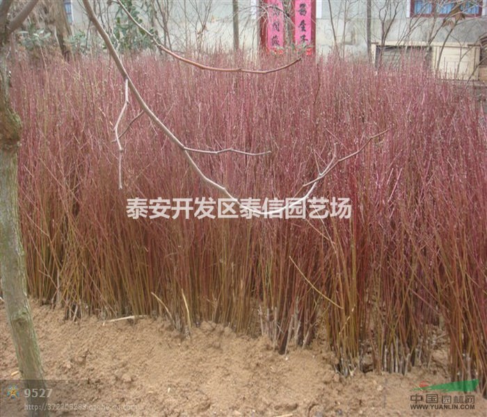 實生桃苗價格 實生桃苗價格 實生桃苗基地
