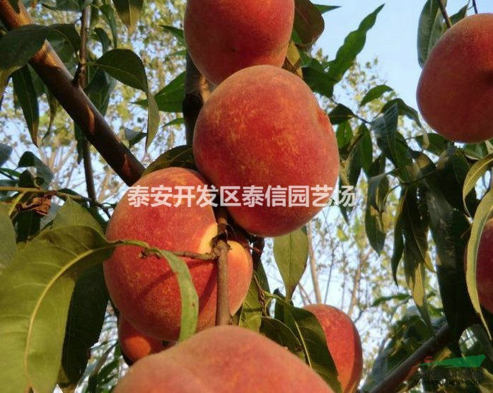 中華壽桃桃苗基地 中華壽桃桃苗價(jià)格 中華壽桃桃苗基地