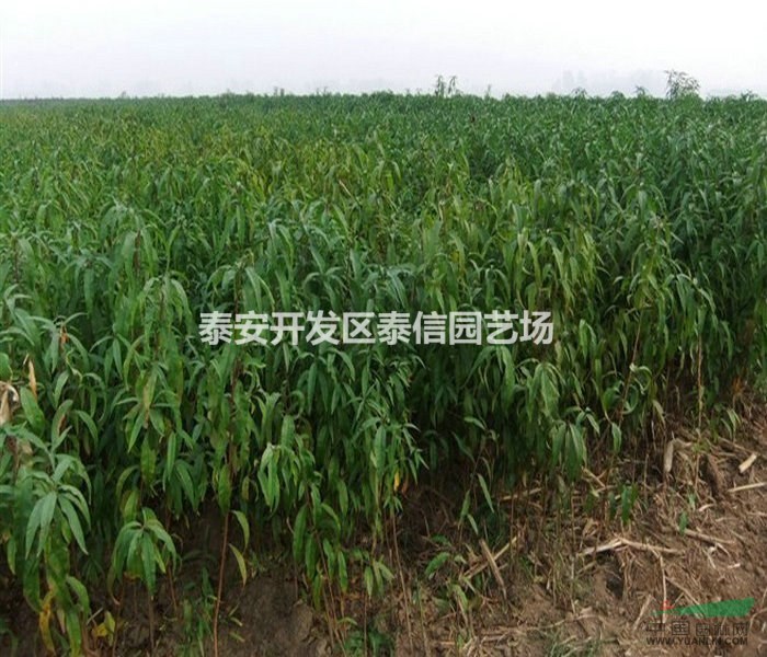 春美桃苗基地 春美桃苗價(jià)格 春美桃苗批發(fā)