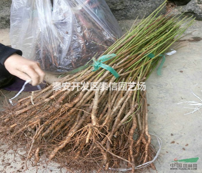 早熟桃苗價(jià)格 早熟桃苗批發(fā) 早熟桃苗基地